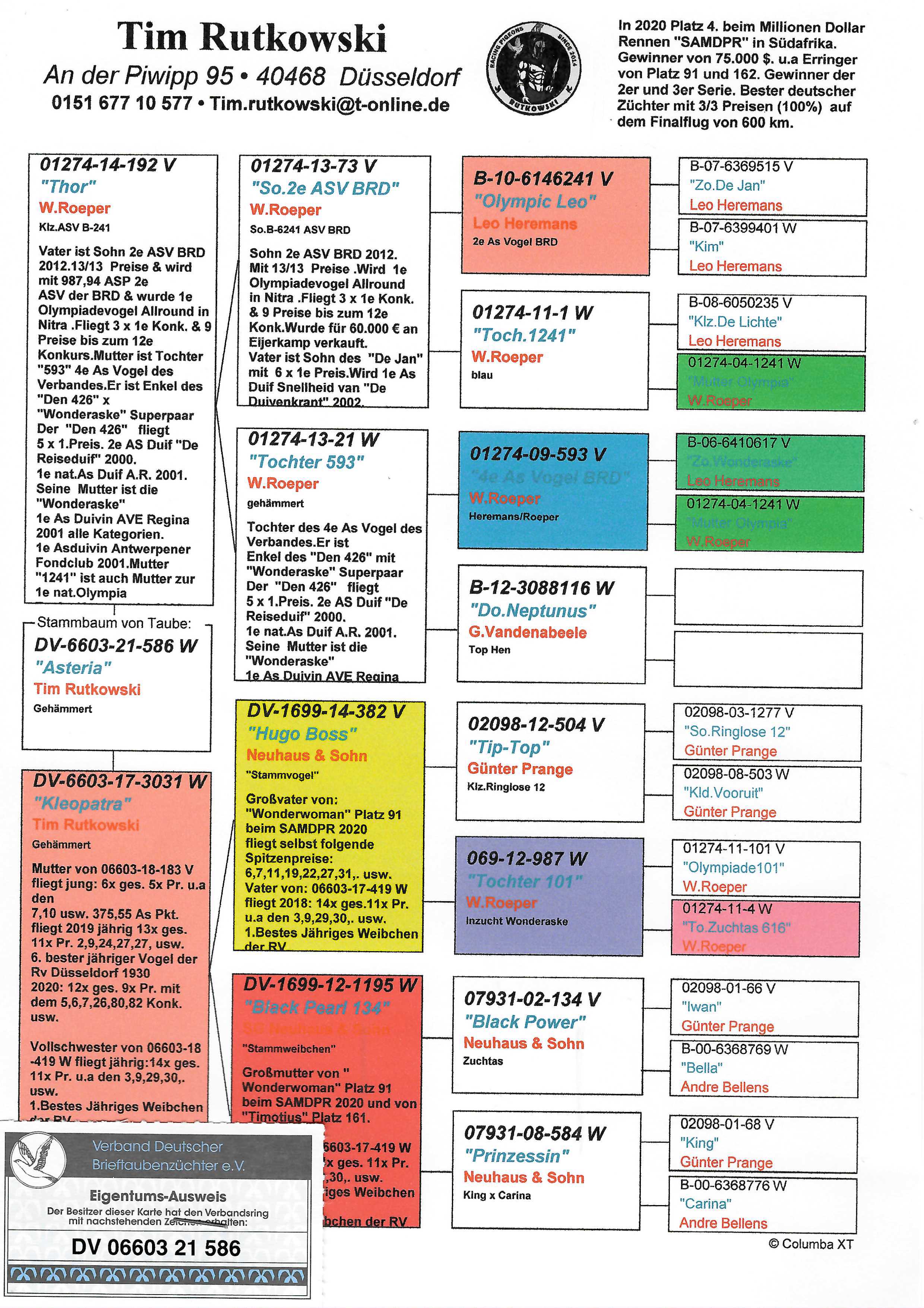 Pigeon pedigree image