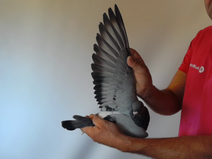 Pigeon image