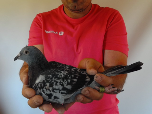 Pigeon image