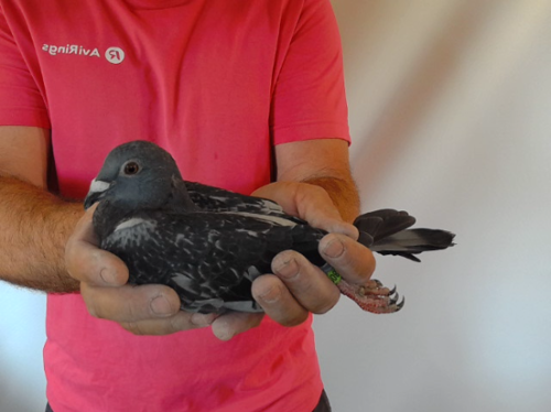 Pigeon image