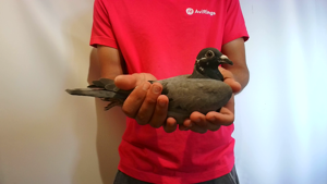 Pigeon image