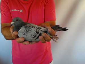 Pigeon image