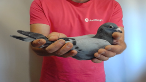 Pigeon image