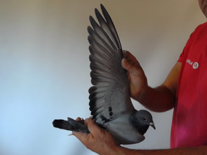 Pigeon image