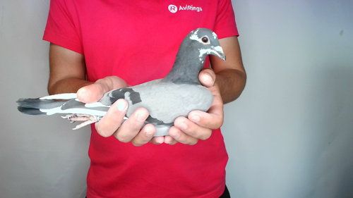 Pigeon image