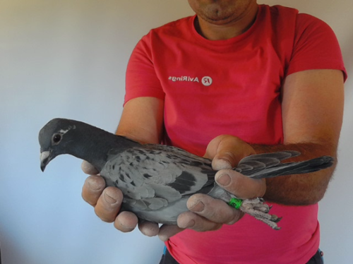 Pigeon image