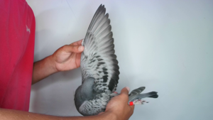 Pigeon image