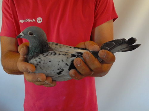 Pigeon image