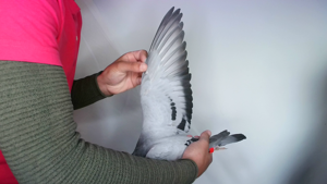 Pigeon image