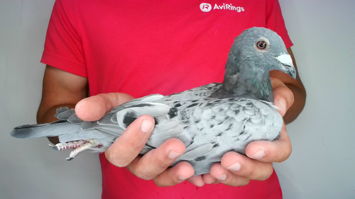 Pigeon image