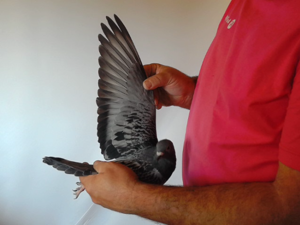 Pigeon image