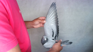 Pigeon image