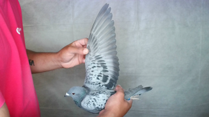 Pigeon image