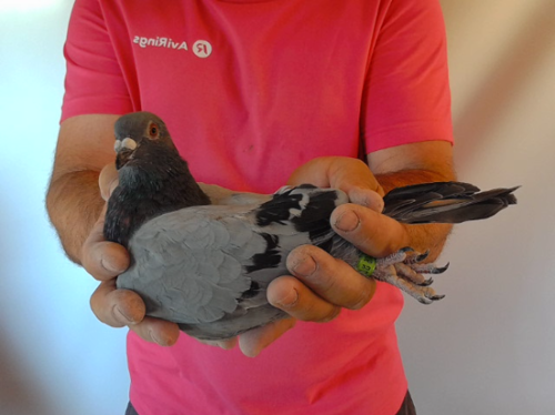 Pigeon image