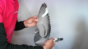 Pigeon image