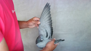 Pigeon image