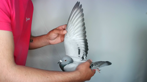 Pigeon image
