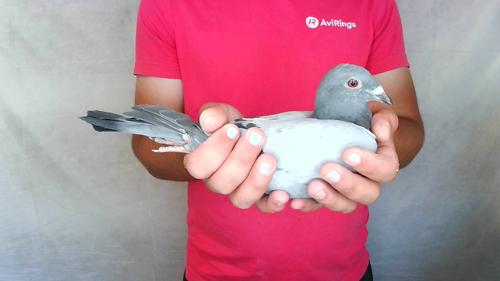 Pigeon image