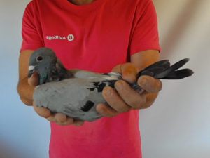 Pigeon image