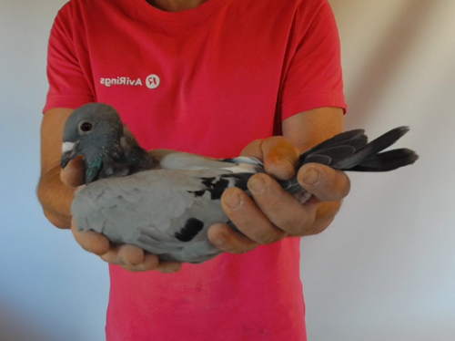 Pigeon image