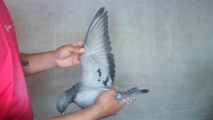 Pigeon image