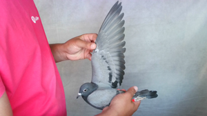 Pigeon image