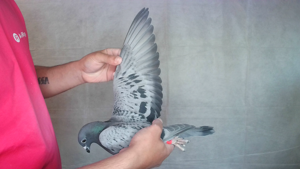 Pigeon image