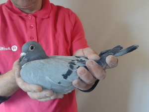 Pigeon image