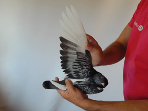 Pigeon image