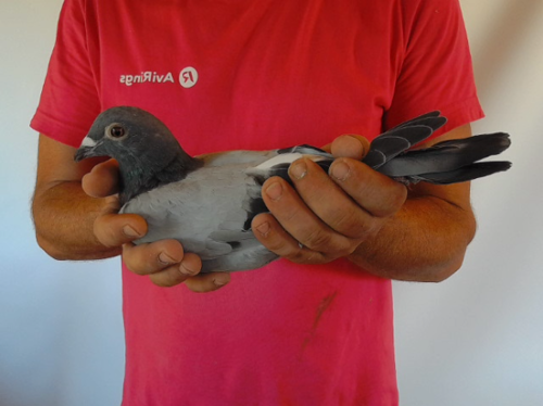 Pigeon image