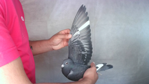 Pigeon image
