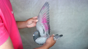 Pigeon image