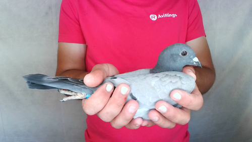 Pigeon image