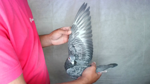 Pigeon image