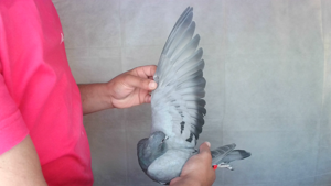 Pigeon image