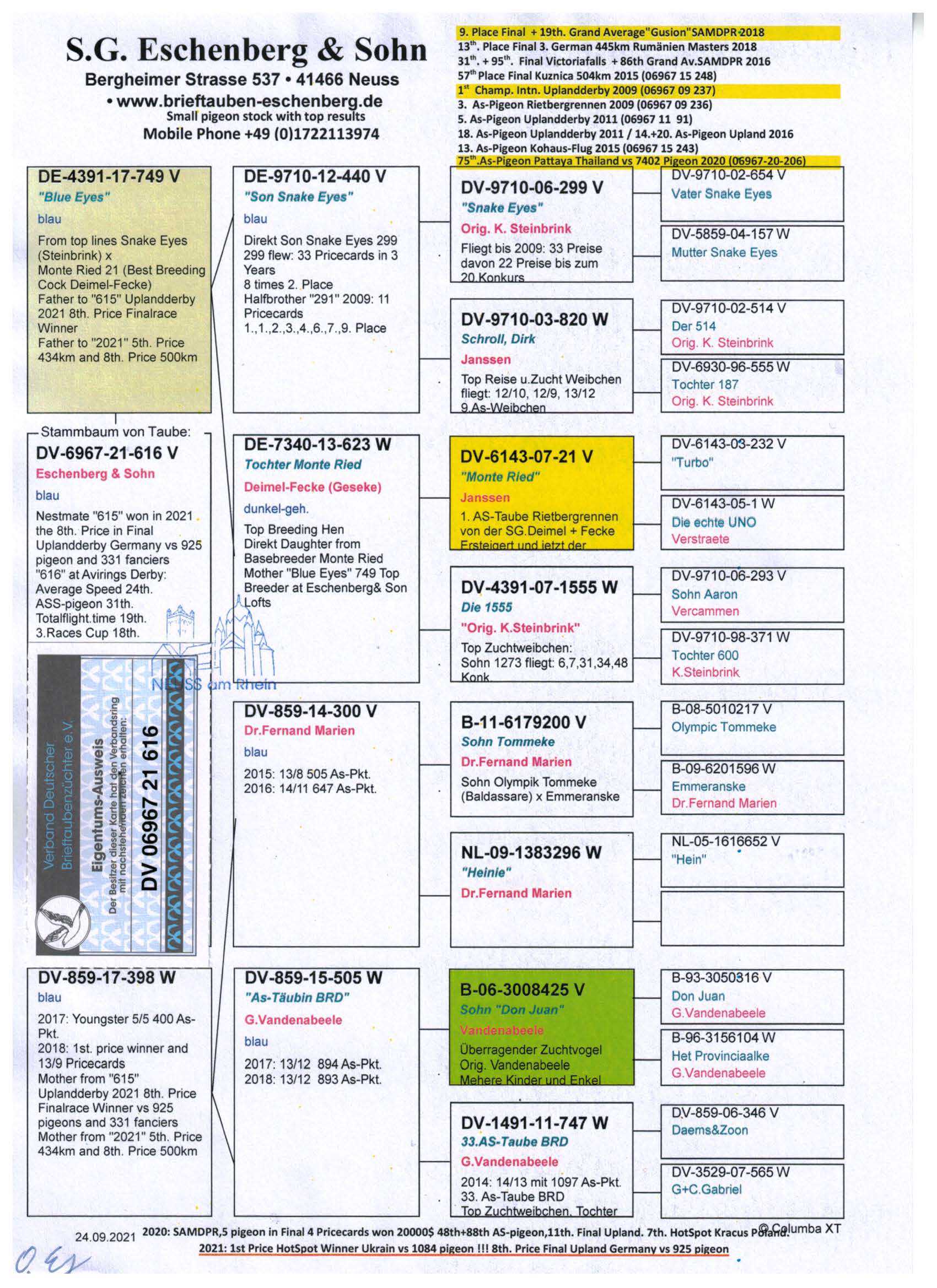Pigeon pedigree image