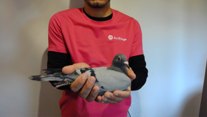 Pigeon image