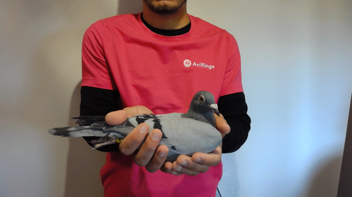 Pigeon image