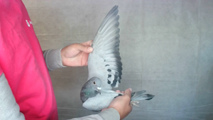 Pigeon image