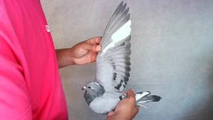 Pigeon image