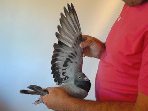 Pigeon image