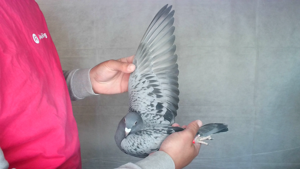 Pigeon image