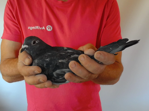 Pigeon image