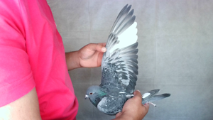Pigeon image