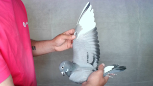 Pigeon image