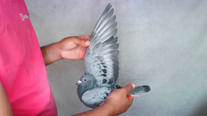 Pigeon image