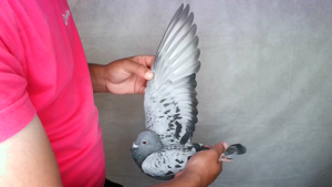Pigeon image