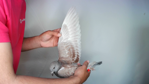 Pigeon image