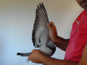 Pigeon image