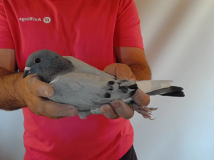 Pigeon image